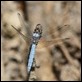 J14_1594 Southern Skimmer