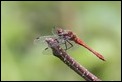 J14_2040 Ruddy Darter