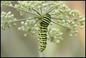 J14_2049 Swallowtail caterpillar