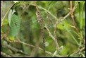 J14_2080 Flashed Migrant