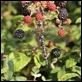 J14_2212 Migrant and blackberries