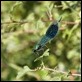 J14_2213 late Banded Demoiselle