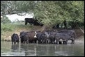 J14_2229 Cows in the shallows