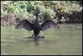 J14_2246 Cormorant drying wings