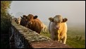 Misty cows