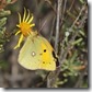 J14_2688 Clouded Yellow