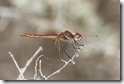 J14_2712 Sympetrum fonscolombii