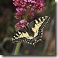 J15_2772 Swallowtail