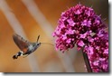 J15_2804 Hummingbird Hawkmoth