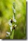 _15C1976 White Bee Orchid