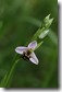 J15_0546 bee Orchid