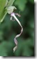 J15_0549 Lizard Orchid