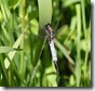 J15_0582 White-tailed Skimmer