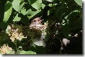 Blackcap on nest