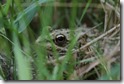 J15_0822 Froglet