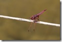 J15_0936 Trithemis annulata