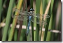 J15_0943 Anax imperator