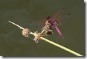 J15_2981 Trithemis annulata