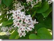 2015-07-02 11.14.34 Tree blossom and leaves