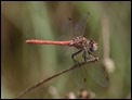 J15B0251 Desert Darter male