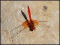 J15B0300 Orange-winged Dropwing male