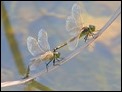 J15B0337 Anax parthenope ovipositing