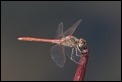 J15B0345 Desert Darter male