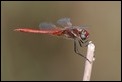 J15B0353 Sympetrum fonscolombii male