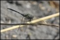 J15B0359Orthetrum trinacria male