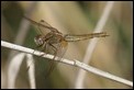 J15B0362 Crocothemis erythraea female