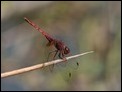 J15B0384 Trithemis annulata male