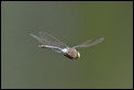 J15B0393 Anax parthenope male