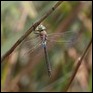 J15B0397 Anax parthenope male