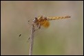 J15B0401 Trithemis kirbyi female