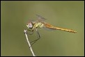 J15B0427 Sympetrum fonscolombii