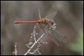 J15B0451 Sympetrum meridionale male