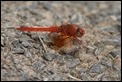 J15B0486 Trithemis kirbyi male