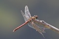 J15_3265 Sympetrum sinaiticum