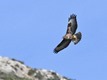 J15_3290 Buzzard