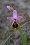 _16C4788 Ophrys tenthredinifera
