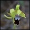 _16C4795 Ophrys fusca