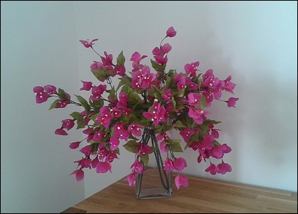 Bougainvillea