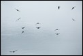 Swarming Swallows