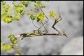 J16_0020 Conehead Mantis - Empusa pennata