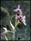 J16_0033 Woodcock Orchid