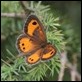 IMG_0751 Spanish Gatekeeper