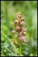 _16C7338 Frog Orchid