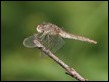 J16_1062 Sympetrum fonscolombii