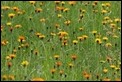 J16_1102 Flower meadow