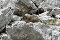 J16_1223 Marmot